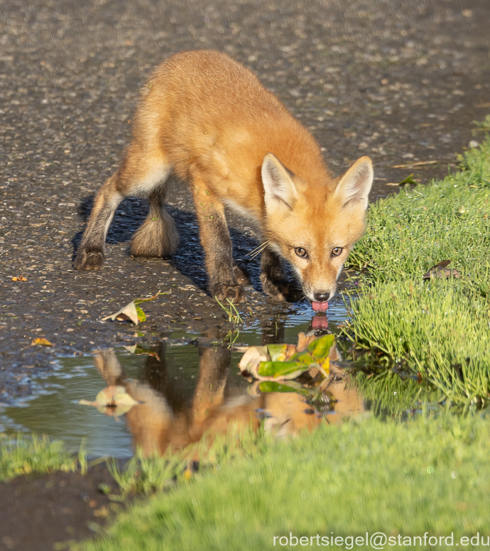 red fox